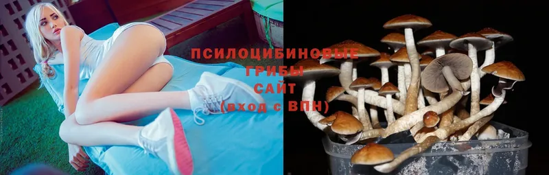 OMG   цены   Ковров  Галлюциногенные грибы Psilocybine cubensis 